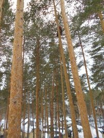 декоративные стволы деревьев екатеринбург