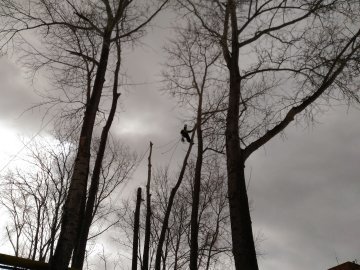 вырубка деревьев во дворе екатеринбург