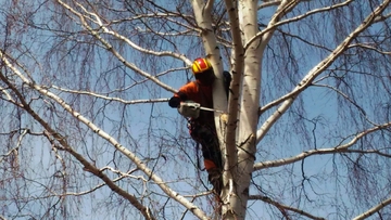 екатеринбурга вырубка деревьев застройка