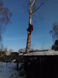 Спил деревьев с автовышкой