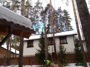Спил каштана
