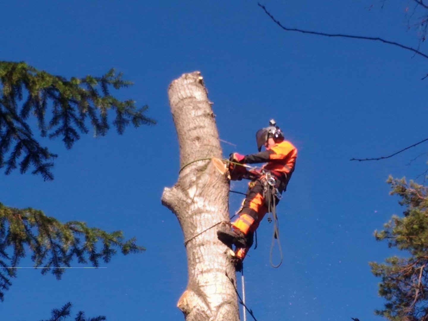 Промышленный альпинизм спил деревьев. Валка деревьев частями. Опиловка, валка деревьев. Опиловка, валка деревьев. Валка деревьев.
