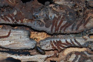 Typograf kůrovec na smrkové kůře