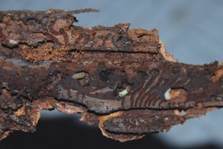 Larva kůrovce pod smrkovou kůrou