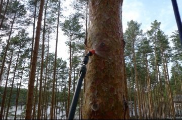 Ošetření stromů proti kůrovci