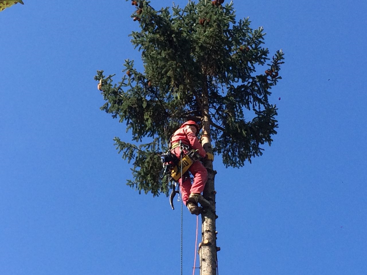 Годичные кольца сосны. Спил верхушек деревьев. Спил верхушек деревьев. Спил верхушек деревьев. Спил деревьев арбористика.