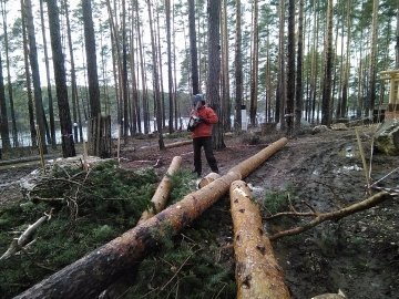 Вырубка деревьев в Екатеринбурге