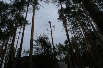 вырубка деревьев екатеринбург