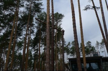 Вырубка деревьев в Свердловской области