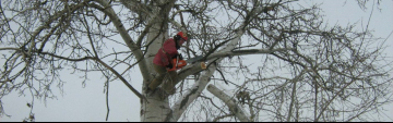 обрезка деревьев специалистами