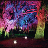 LED-подсветка деревьев и кустарников