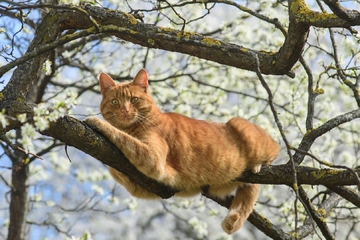 бесплатно снять кошку с дерева