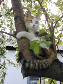 как достать кошку с дерева