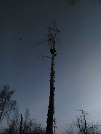 альпинист свалить дерево пермь