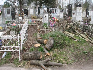 дерево на кладбище