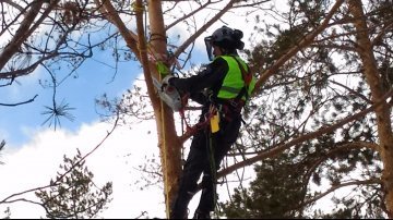 вышка срез деревьев телефон екб