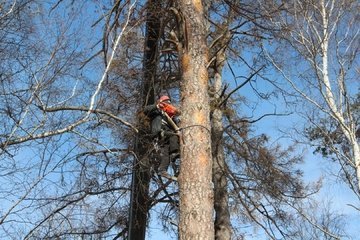 екатеринбург удаление высоких деревьев