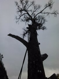 Удаление высоких деревьев