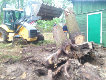 корчевание деревьев трактором