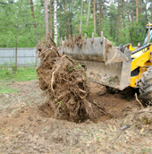 Выкорчевывание корней деревьев